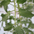 085004_20180601120658_02.JPG