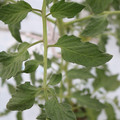 085004_20180601120701_01.JPG