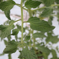 085004_20180601120701_03.JPG