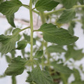085004_20180601120701_04.JPG