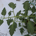 085004_20180601120725_01.JPG