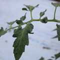 085004_20180601120748_01.JPG