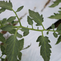 085004_20180601120805_01.JPG