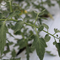 085004_20180601120838_01.JPG