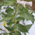 085004_20180601120909_01.JPG
