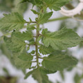 085004_20180601120940_01.JPG