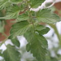 085004_20180601121005_01.JPG
