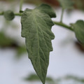 085004_20180601121040_01.JPG