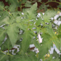 085004_20180611145235_01.JPG