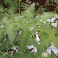 085004_20180611145235_02.JPG