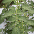 085004_20180611145245_01.JPG