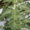 085004_20180611145245_03.JPG