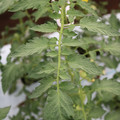 085004_20180611145246_02.JPG