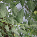 085004_20180611145255_01.JPG