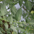 085004_20180611145255_02.JPG