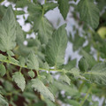 085004_20180611145255_04.JPG
