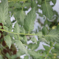 085004_20180611145256_04.JPG