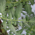 085004_20180611145257_01.JPG