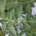 085004_20180611145257_03.JPG