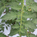 085004_20180611145259_04.JPG