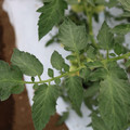 085004_20180611145312_05.JPG