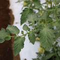 085004_20180611145314_05.JPG