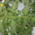 085004_20180611145339_03.JPG