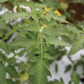 085004_20180611145341_04.JPG