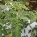 085004_20180611145341_05.JPG