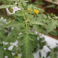 085004_20180611145342_04.JPG