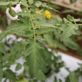 085004_20180611145343_02.JPG