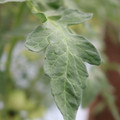 085004_20180611145453_01.JPG