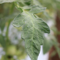 085004_20180611145454_01.JPG