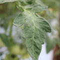 085004_20180611145454_02.JPG