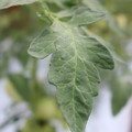 085004_20180611145454_04.JPG