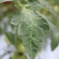 085004_20180611145455_01.JPG