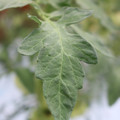 085004_20180611145455_02.JPG