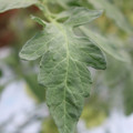 085004_20180611145455_03.JPG