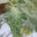085004_20180611145455_04.JPG
