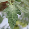 085004_20180611145455_05.JPG