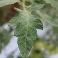 085004_20180611145456_01.JPG
