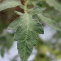 085004_20180611145456_02.JPG