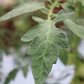 085004_20180611145457_01.JPG