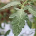 085004_20180611145457_03.JPG