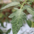 085004_20180611145457_04.JPG