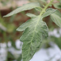 085004_20180611145458_03.JPG