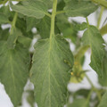 085004_20180611145530_04.JPG