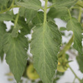 085004_20180611145531_05.JPG