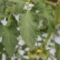 085004_20180611145533_02.JPG