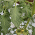 085004_20180611145533_03.JPG